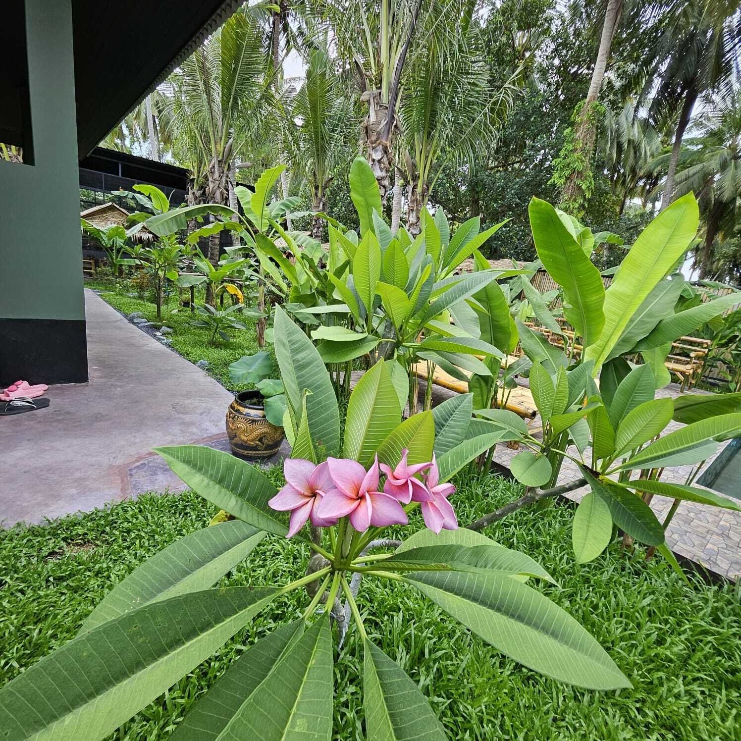 Boutique 6-Bedroom Hotel Investment in Lipa Noi, Koh Samui